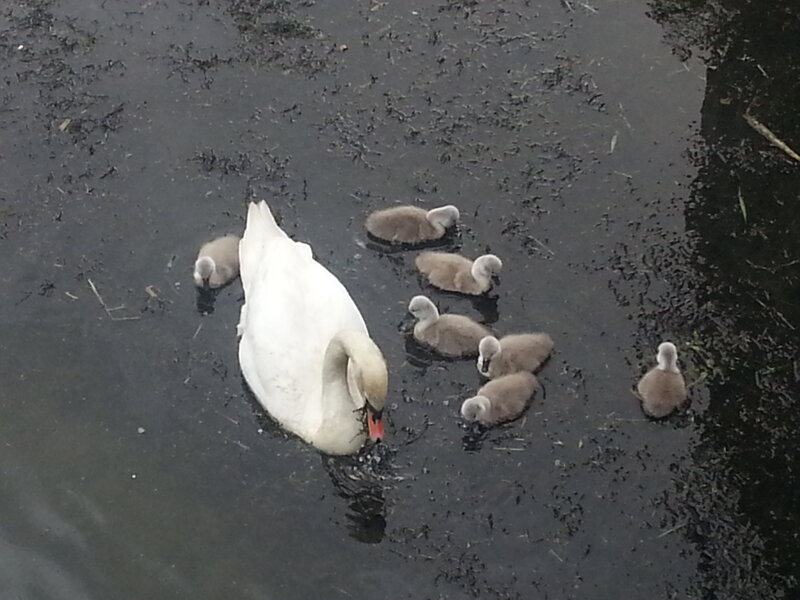 Swan with Cygnets — White, Calm