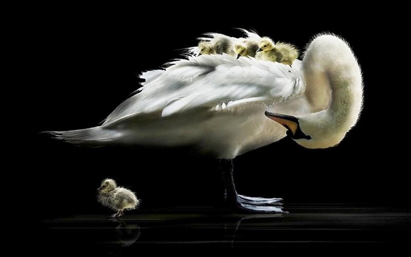 Swan with Cygnets — White, Dramatic, Photograph