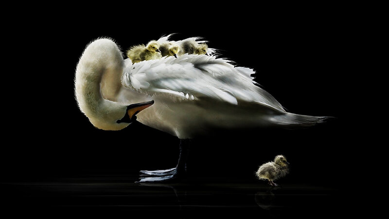 Swan with Cygnets — White, Dramatic