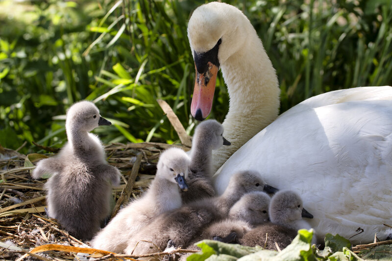 Swan with Cygnets — White, Serene, Afternoon, Photograph, Nest, Grass