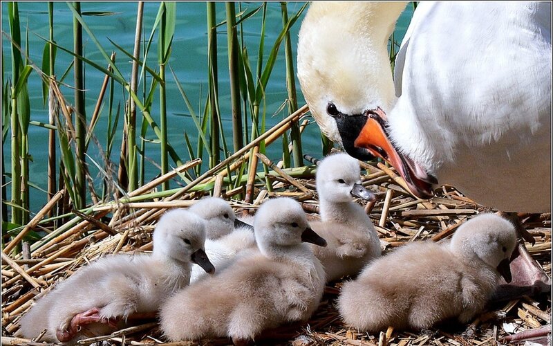 Swan with Cygnets — White, Serene, Afternoon, Photograph, Nest