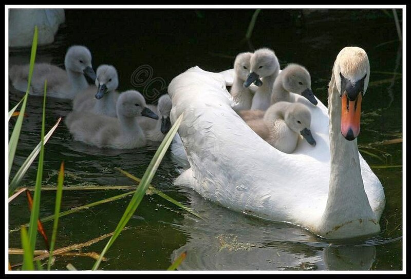 Swan with Cygnets — White, Serene, Afternoon, Photograph, Pond, Reeds, Green