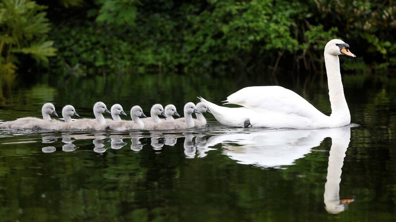 Swan with Cygnets — White, Serene, Afternoon, Photograph, Pond, Trees