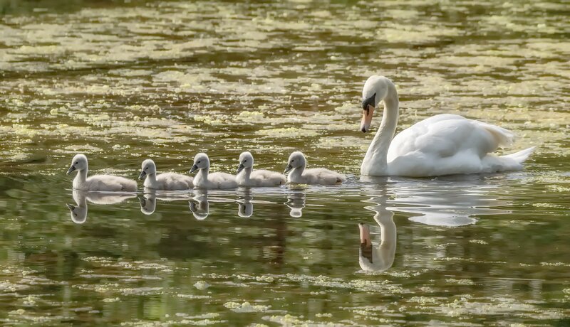 Swan with Cygnets — White, Serene, Afternoon, Photograph, Pond, Water, Reflection