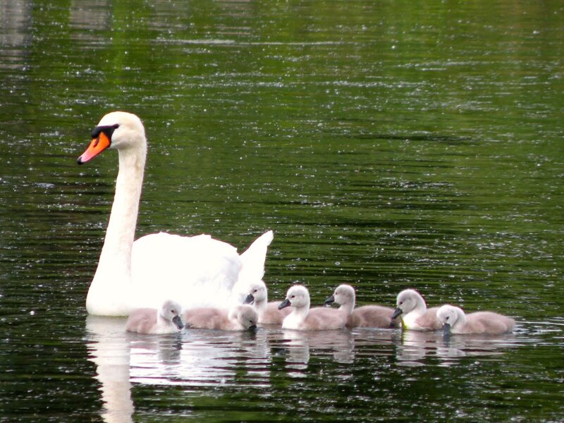 Swan with Cygnets — White, Serene, Afternoon, Photograph, Pond, Water