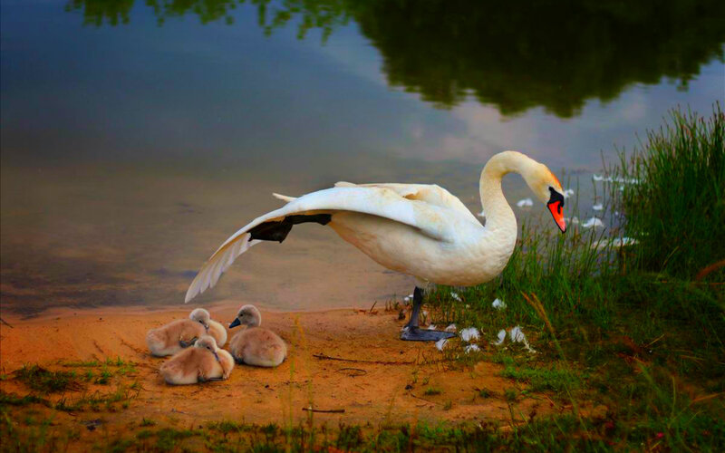 Swan with Cygnets — White, Serene, Afternoon, Photograph, Riverbank