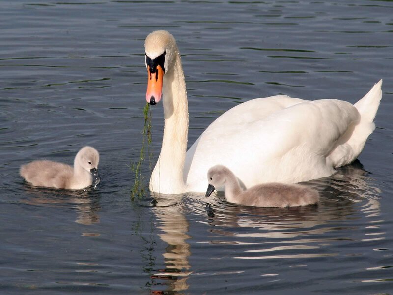 Swan with Cygnets — White, Serene, Afternoon, Photograph, Water, Grass, Gray