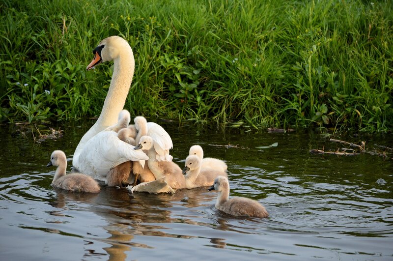 Swan with Cygnets — White, Serene, Afternoon, Photograph, Water, Grass