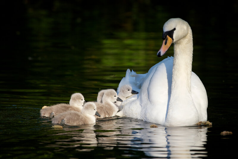 Swan with Cygnets — White, Serene, Afternoon, Photograph, Water, Sunlight