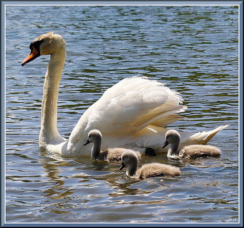 Swan with Cygnets — White, Serene, Afternoon, Photograph, Water