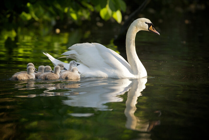 Swan with Cygnets — White, Serene, Afternoon, Photograph, Water, Trees