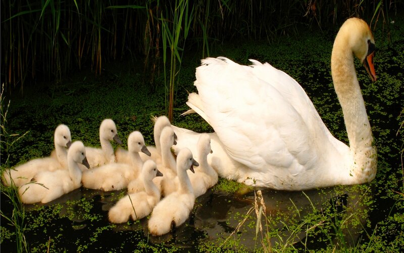 Swan with Cygnets — White, Serene, Afternoon