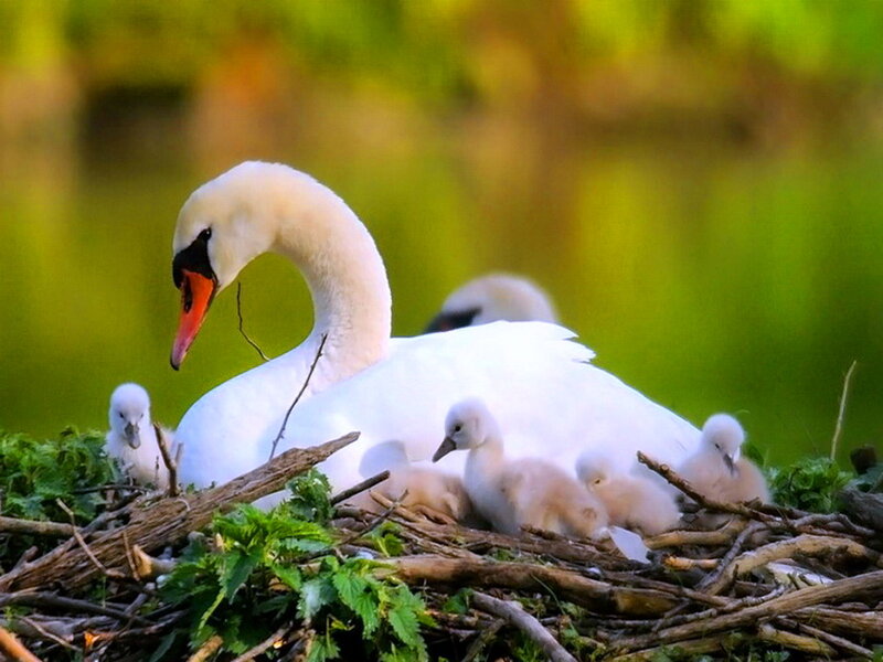 Swan with Cygnets — White, Serene, Morning, Photograph