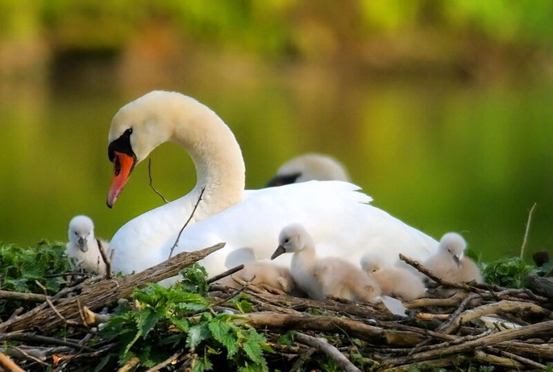 Swan with Cygnets — White, Serene, Morning