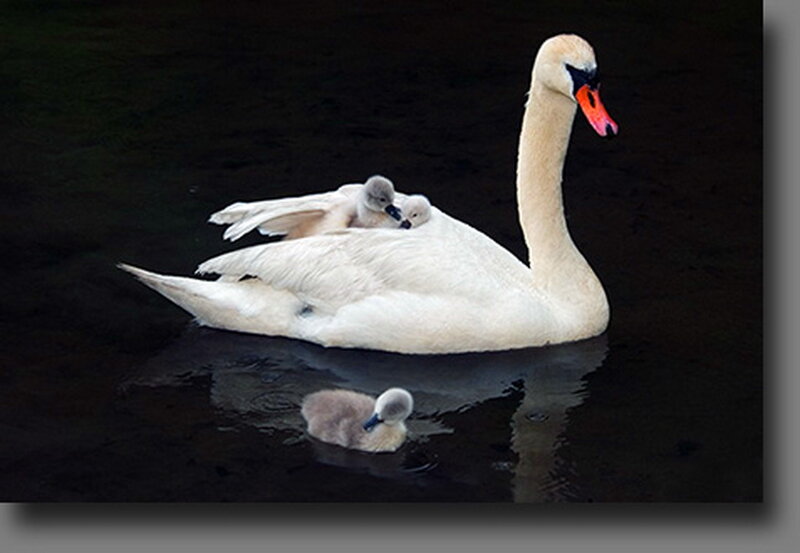 Swan with Cygnets — White, Serene, Photograph, Cygnet