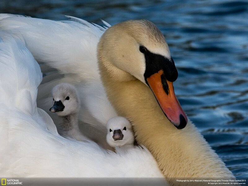Swan with Cygnets — White, Serene, Photograph, Cygnet, Water, Feathers