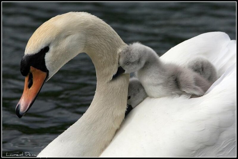 Swan with Cygnets — White, Serene, Photograph, Cygnet, Water, Gray