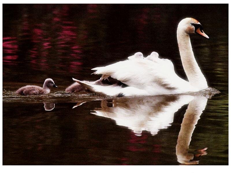 Swan with Cygnets — White, Serene, Photograph, Cygnet, Water