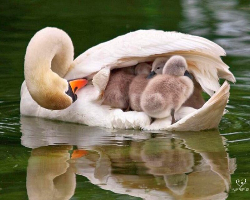 Swan with Cygnets — White, Serene, Photograph