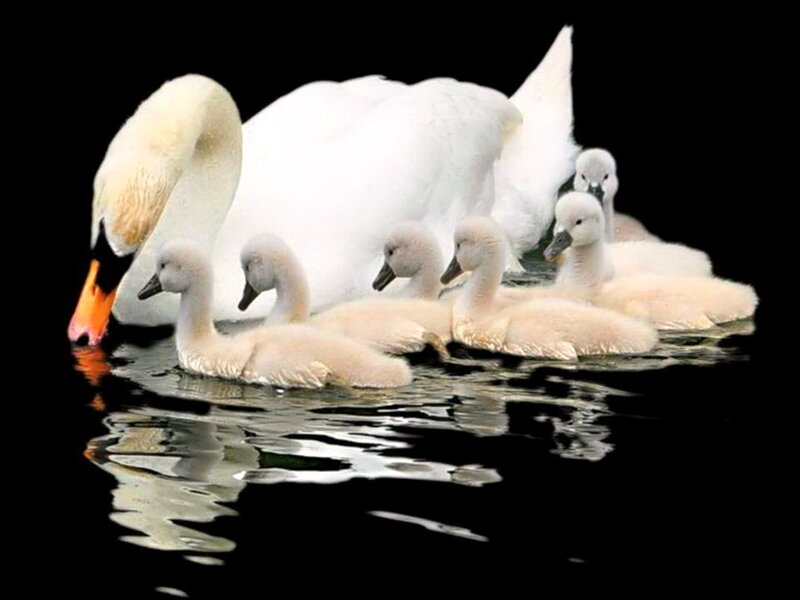 Swan with Cygnets — White, Serene, Photograph, Water, Black Background