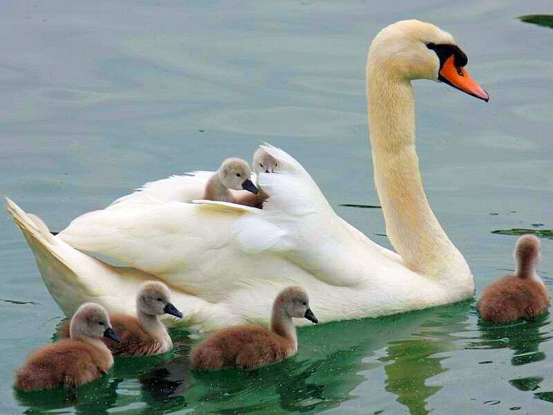 Swan with Cygnets — White, Serene, Photograph, Water, Brown