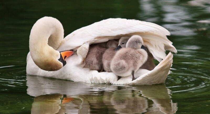 Swan with Cygnets — White, Serene, Photograph, Water, Feathers