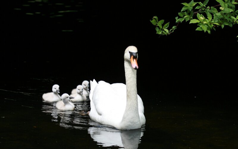 Swan with Cygnets — White, Serene, Photograph, Water, Leaves