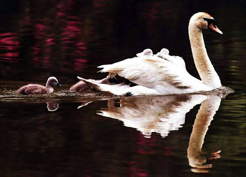 Swan with Cygnets — White, Serene, Photograph, Water, Reflection, Brown, Black
