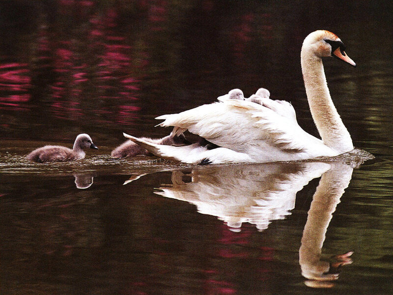 Swan with Cygnets — White, Serene, Photograph, Water, Reflection