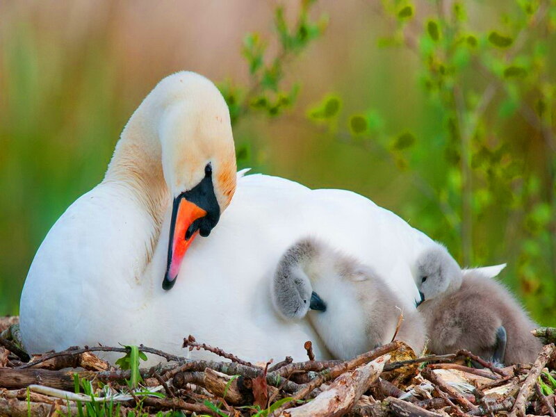 Swan with Cygnets — White, Serene, Spring, Photograph, Nest, Branches