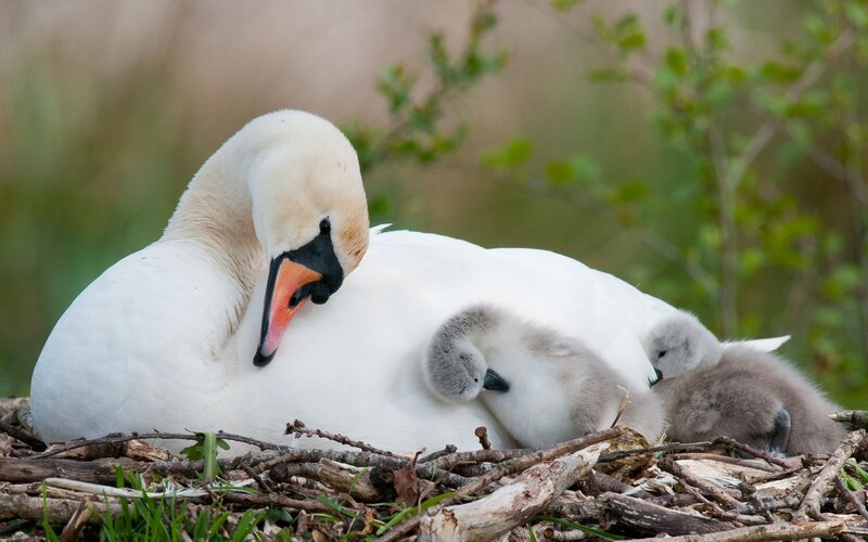 Swan with Cygnets — White, Serene, Spring, Photograph, Nest
