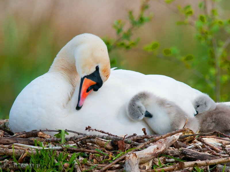 Swan with Cygnets — White, Serene, Spring, Photograph