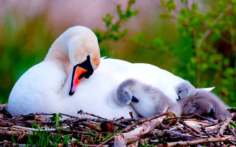 Swan with Cygnets — White, Serene, Spring