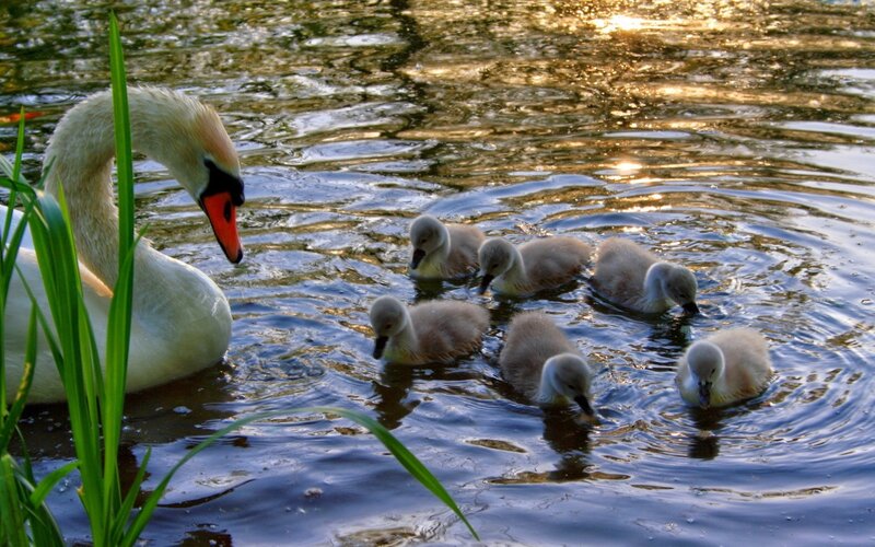 Swan with Cygnets — White, Serene, Sunset, Photograph, Pond, Reeds