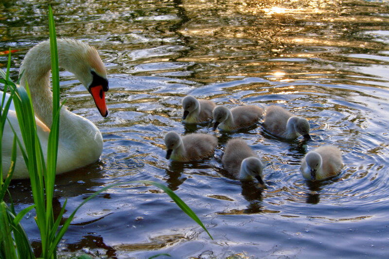 Swan with Cygnets — White, Serene, Sunset, Photograph