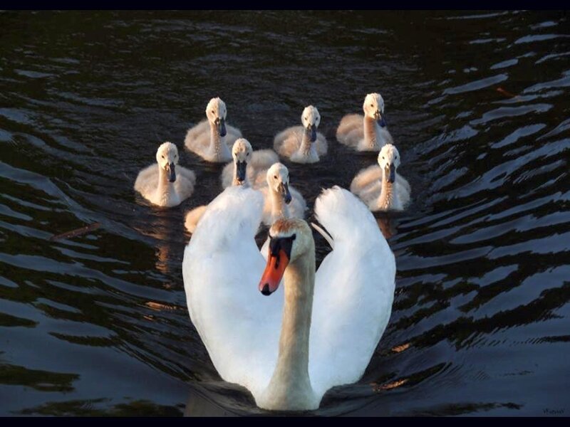 Swan with Cygnets — White, Serene, Sunset, Photograph, Water, Ducklings