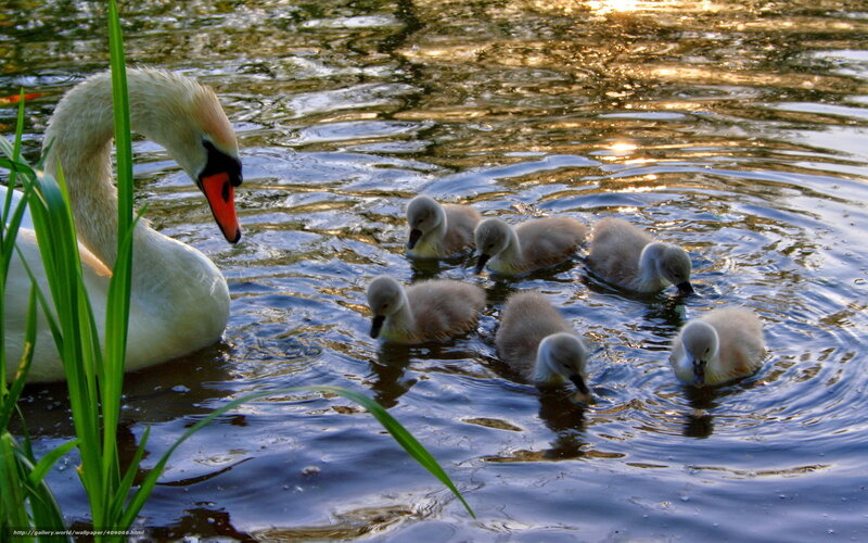 Swan with Cygnets — White, Serene, Sunset, Photograph, Water, Reeds, Sunlight