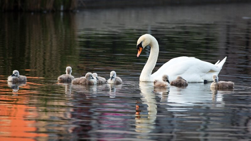 Swan with Cygnets — White, Serene, Sunset