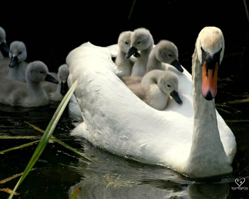 Swan with Cygnets — White, Serene