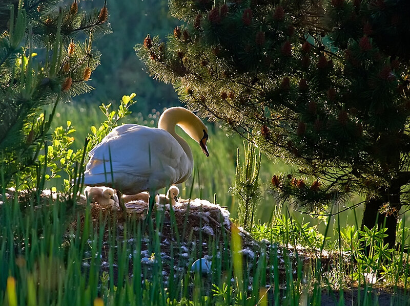 Swan with Cygnets — White