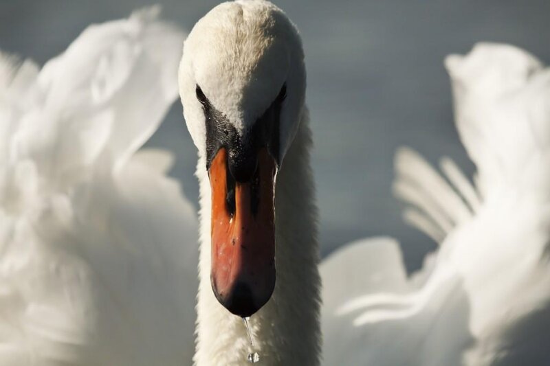 Swan with Droplet