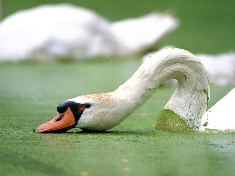 Swan with Green Algae — White