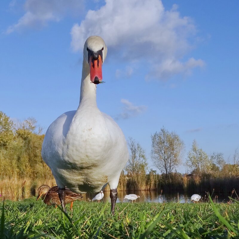 Swan with leaf in beak