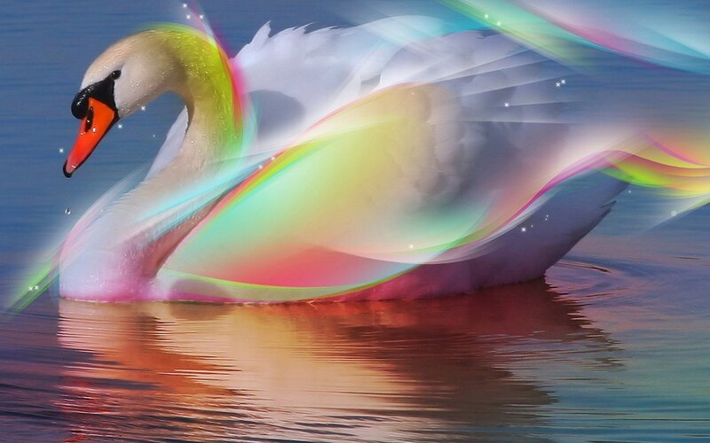 Swan with rainbow aura