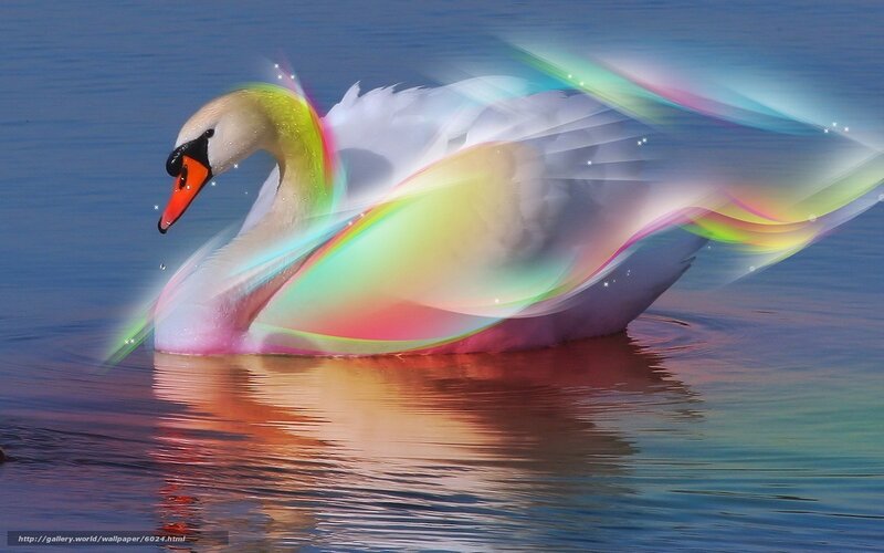 Swan with rainbow effect