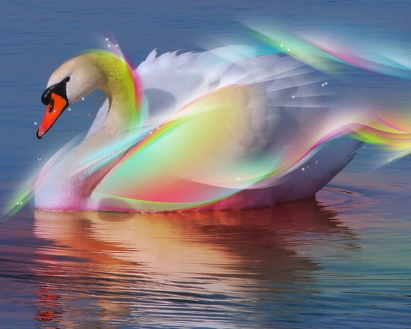 Swan with rainbow light