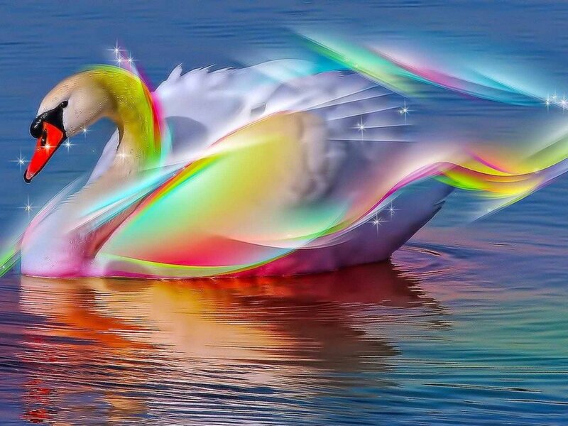Swan with Rainbow Wings