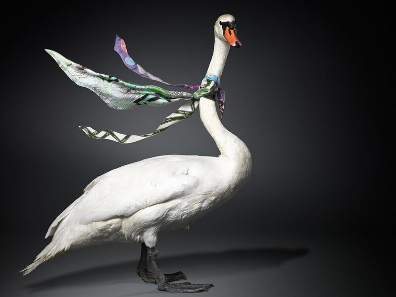 Swan with scarf