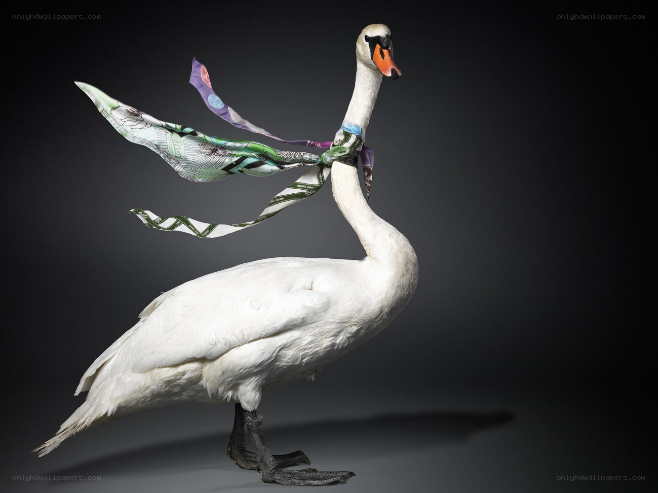 Swan with scarf