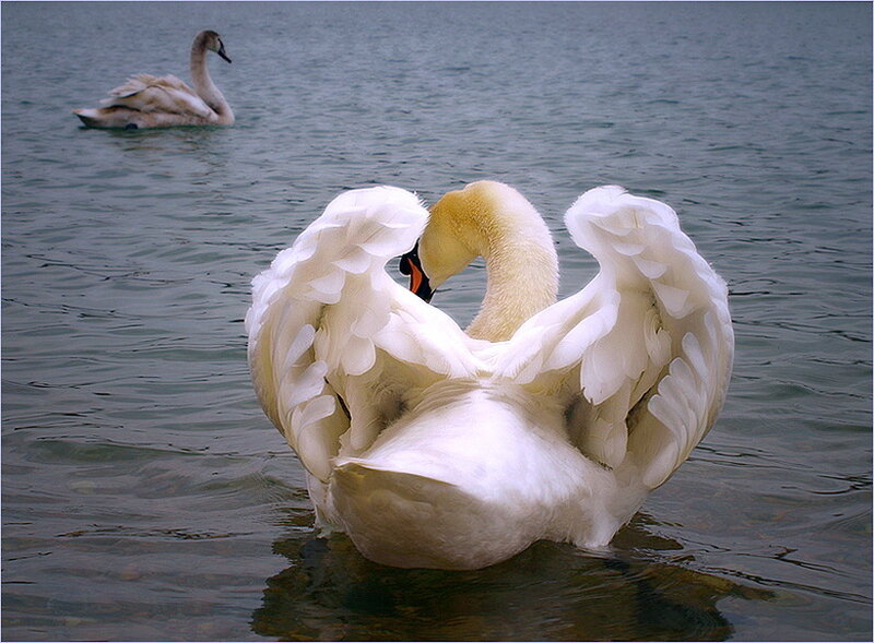 Swan with Spread Wings